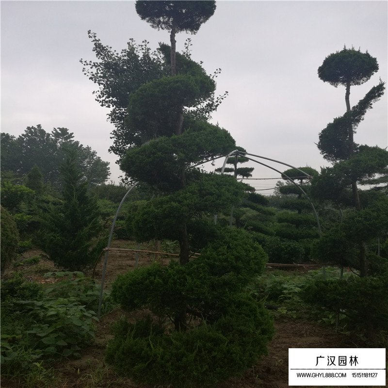 造型龍柏產(chǎn)地