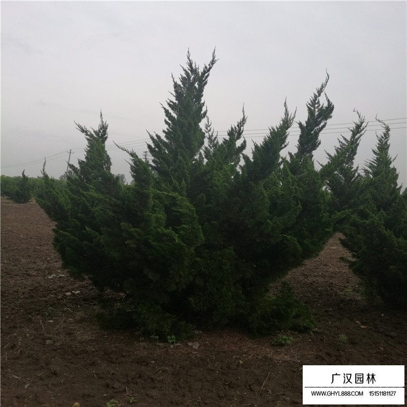 造型龍柏產(chǎn)地