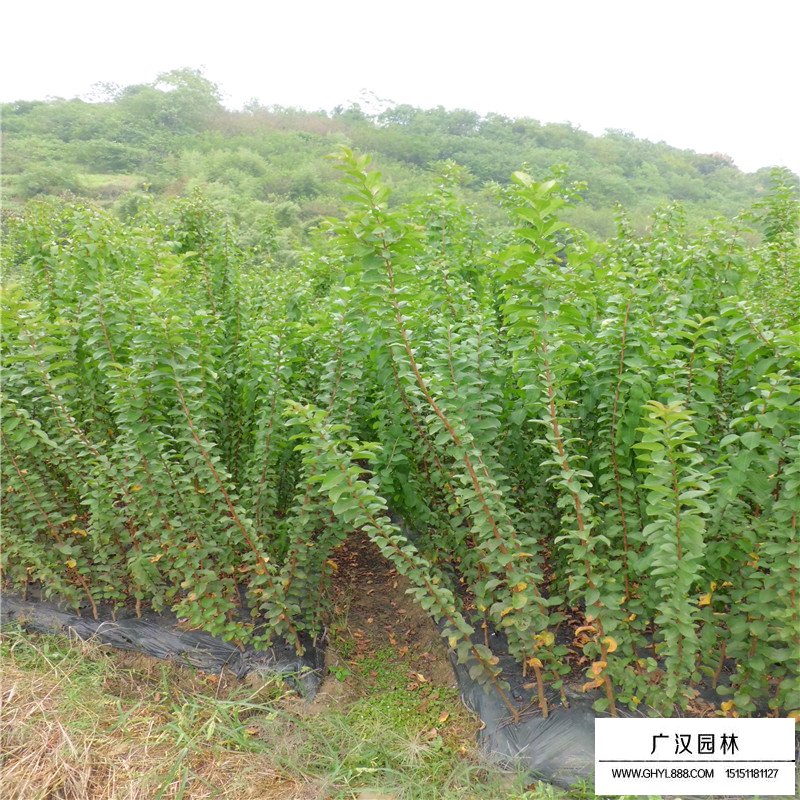 速生紫薇產(chǎn)地