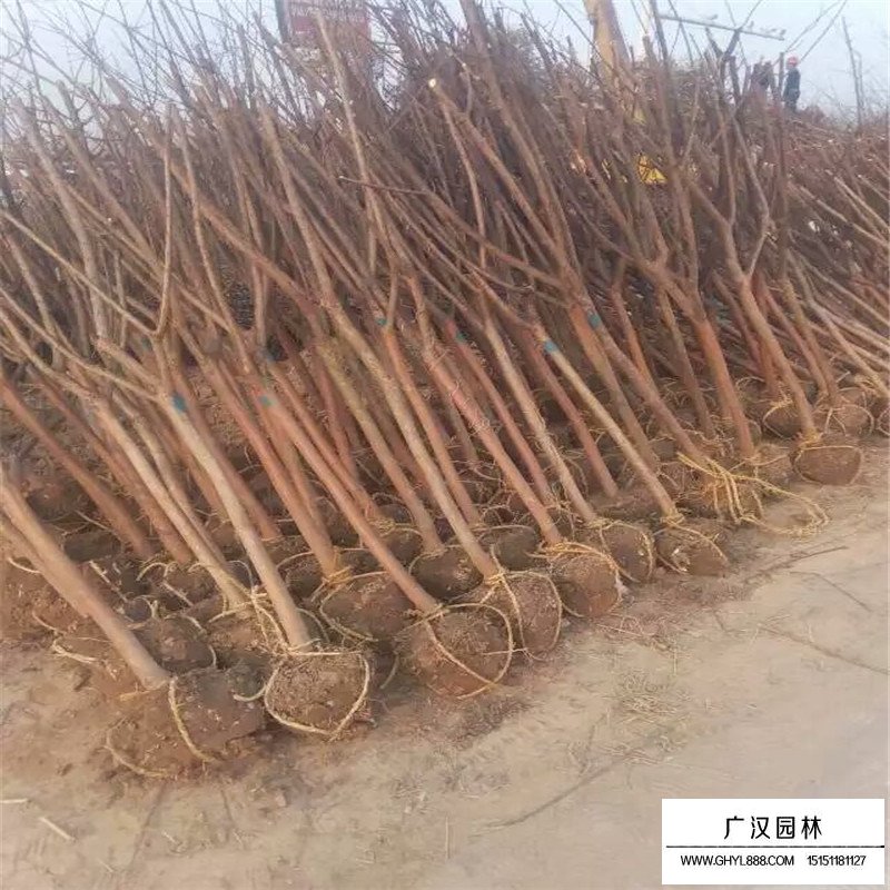 速生紫薇產(chǎn)地