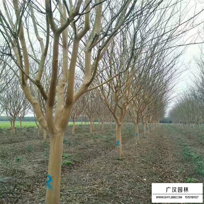 速生紫薇產(chǎn)地