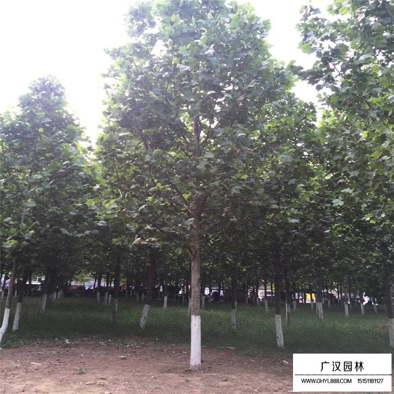 速生法桐產(chǎn)地