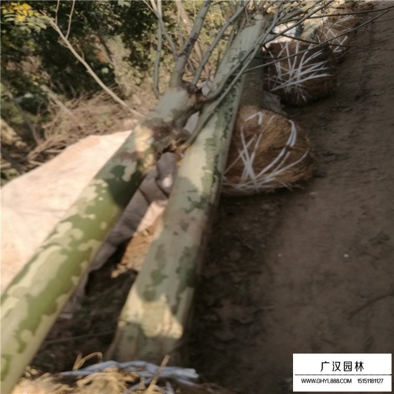 速生法桐產(chǎn)地