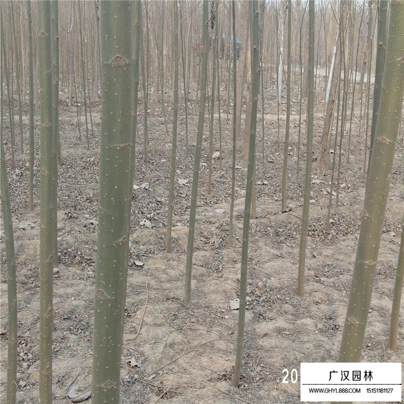 美國竹柳產(chǎn)地