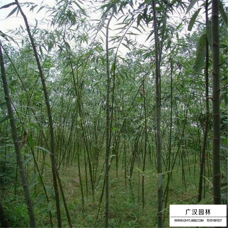 美國竹柳產(chǎn)地