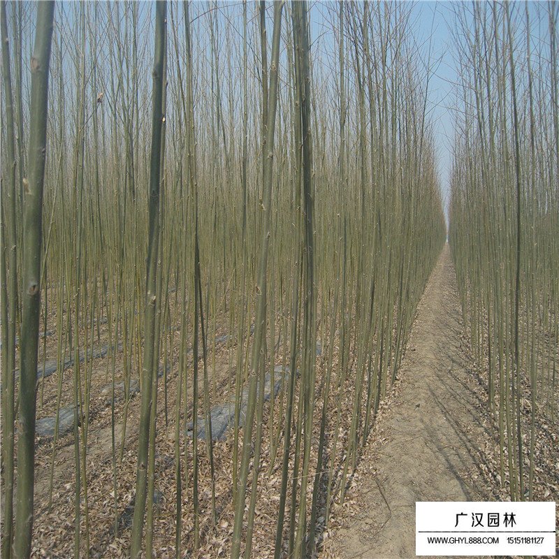 美國竹柳產(chǎn)地