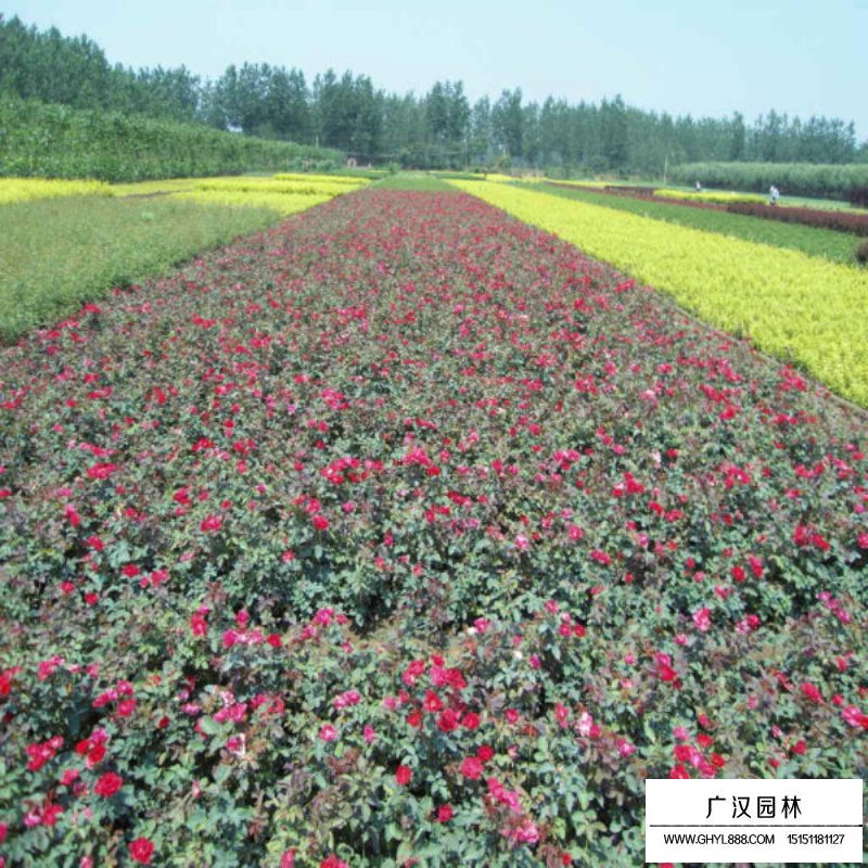 曼海姆月季產(chǎn)地