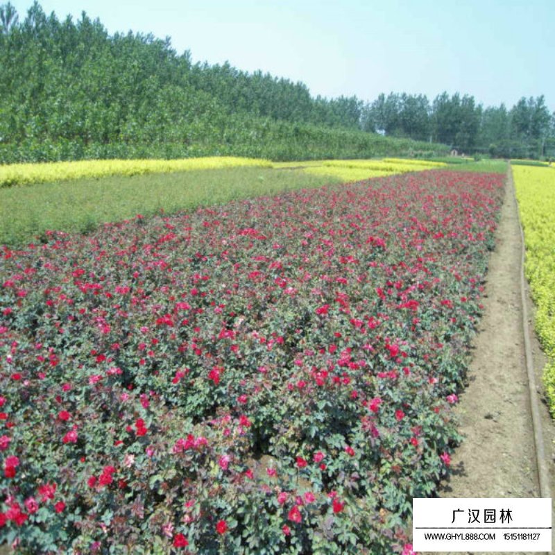 曼海姆月季產(chǎn)地