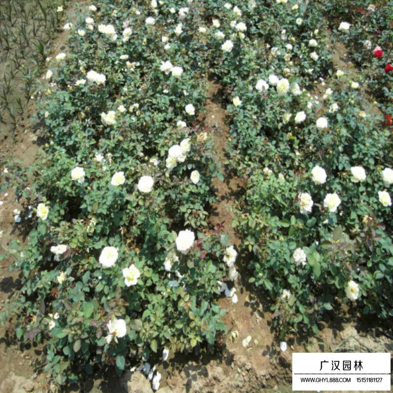 曼海姆月季產(chǎn)地