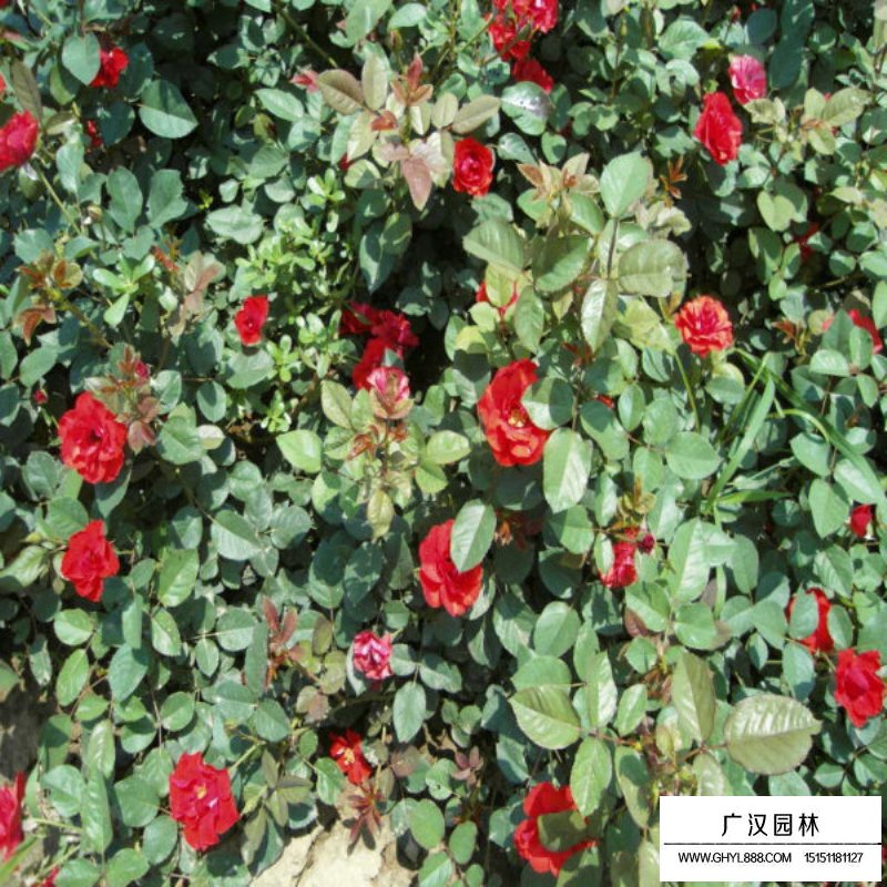 曼海姆月季產(chǎn)地