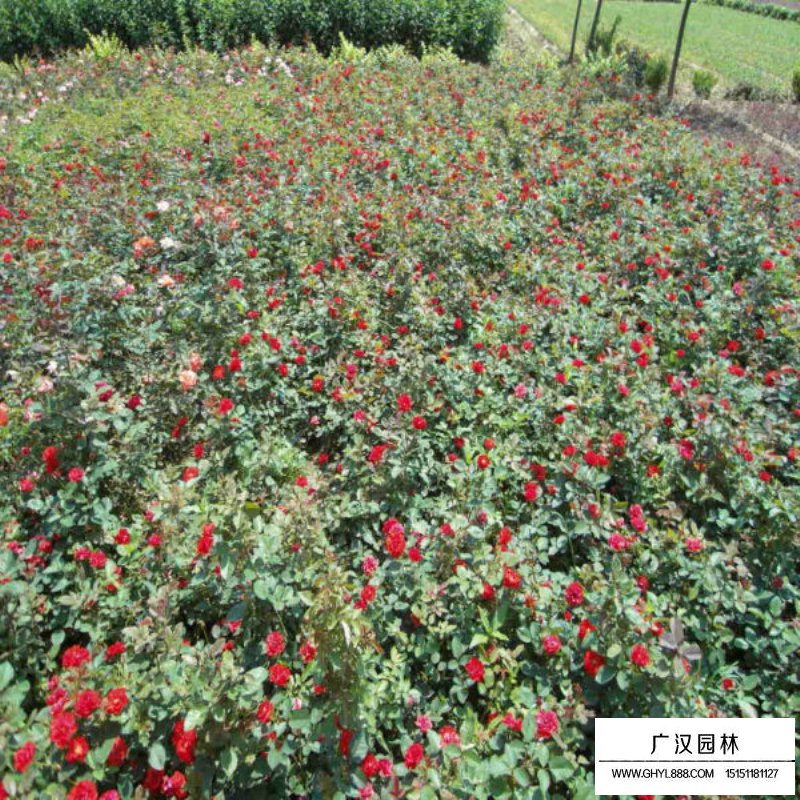 曼海姆月季產(chǎn)地