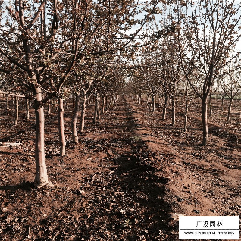 海棠樹產(chǎn)地