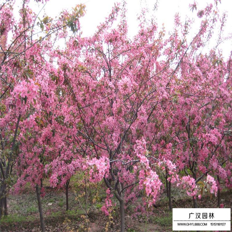 海棠樹產(chǎn)地