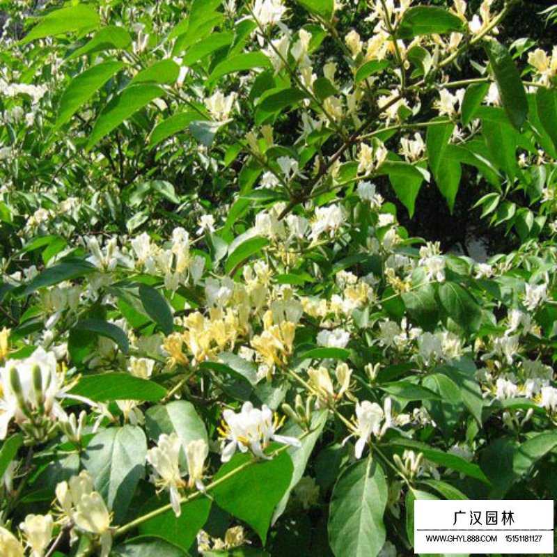 金銀木產(chǎn)地