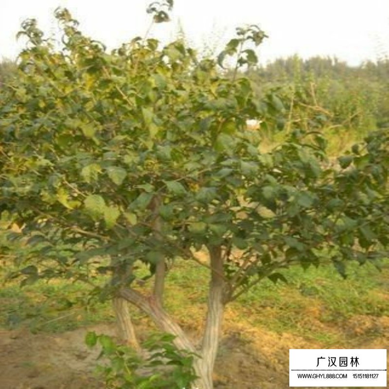 金銀木產(chǎn)地