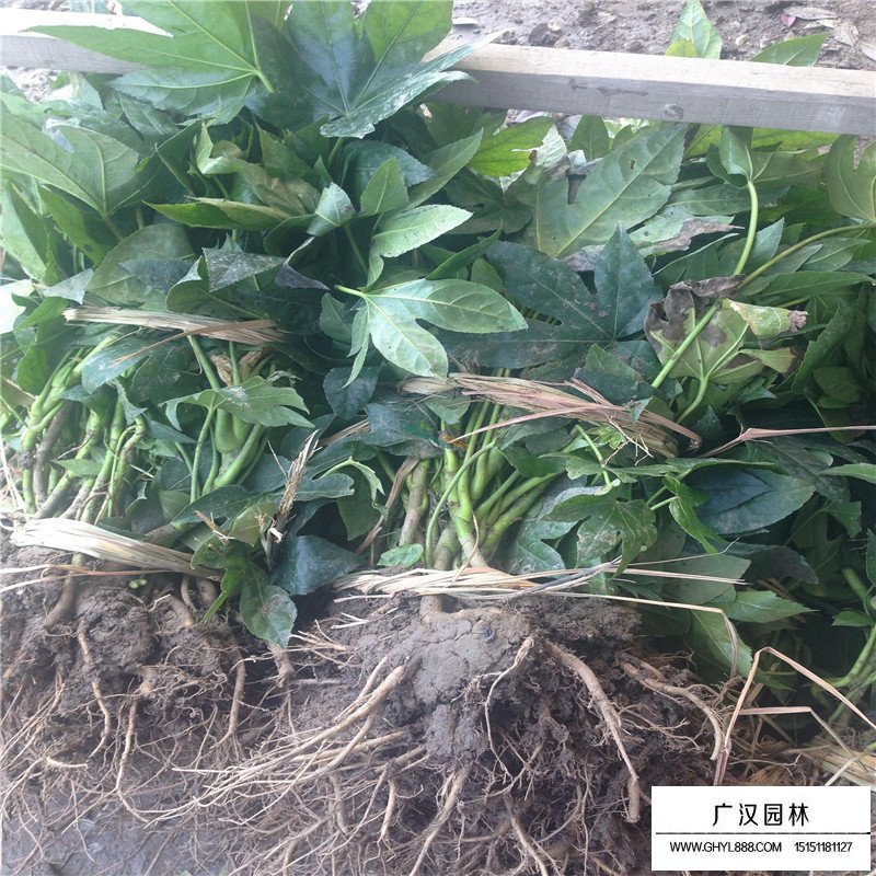 八角金盤產(chǎn)地