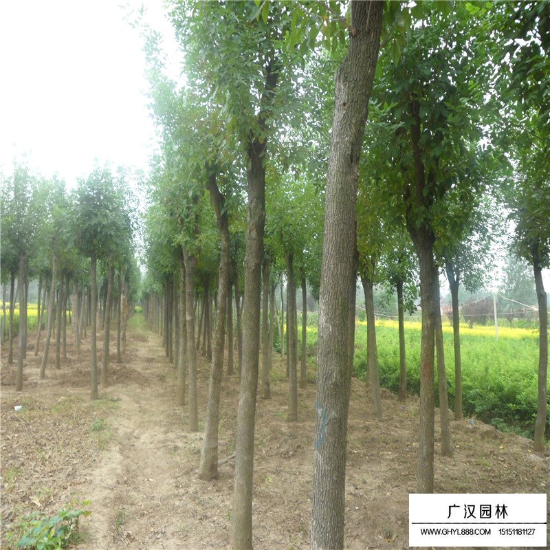 白蠟樹產(chǎn)地