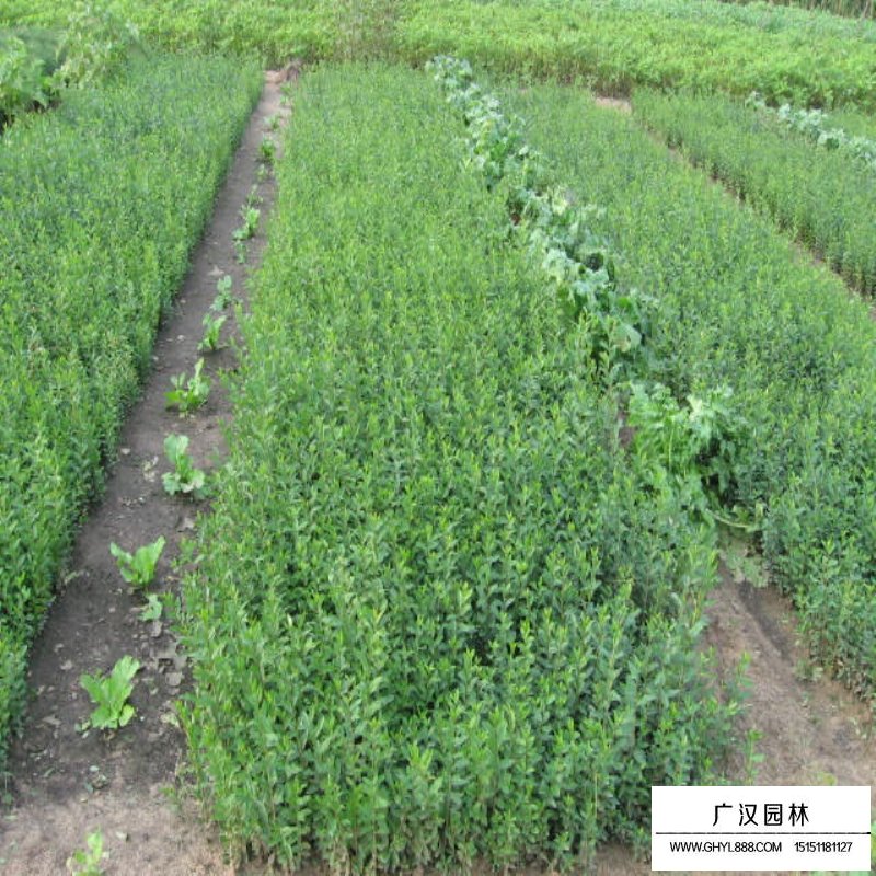 水臘與小葉女貞的區(qū)別