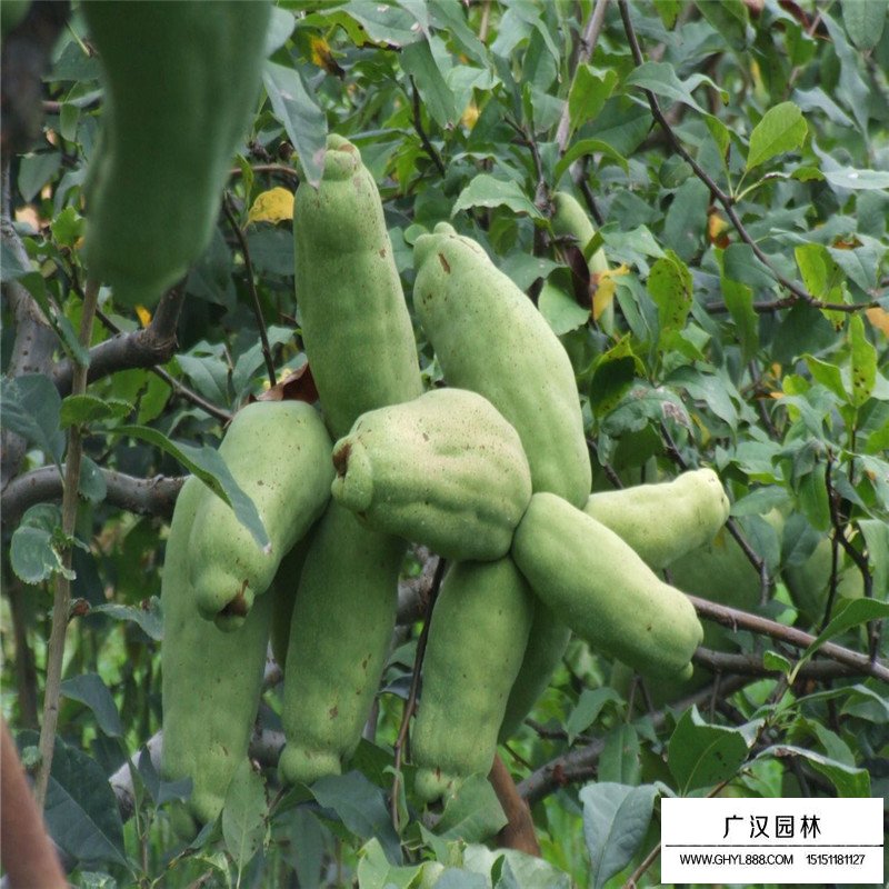 木瓜樹(shù)病蟲(chóng)害