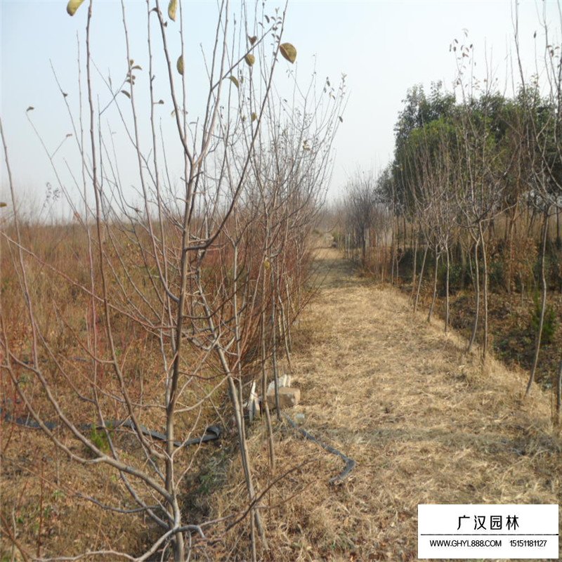 木瓜樹(shù)病蟲(chóng)害