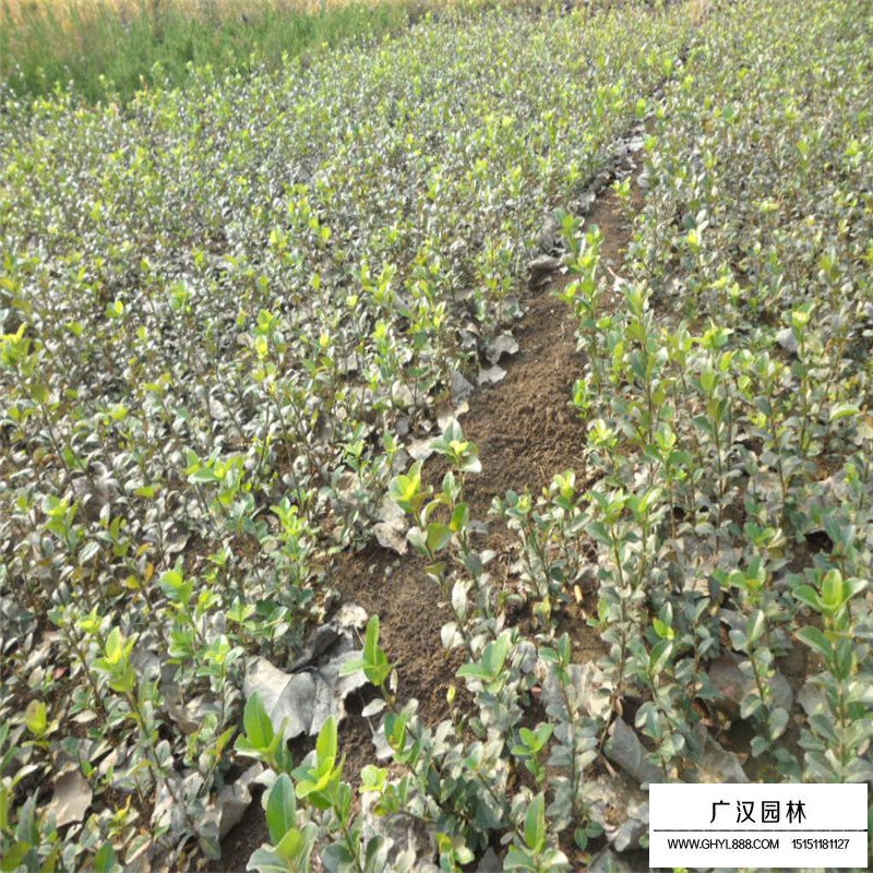 扶芳藤和小葉扶芳藤區(qū)別