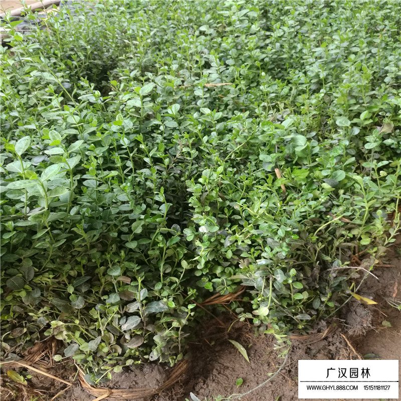 扶芳藤和小葉扶芳藤區(qū)別