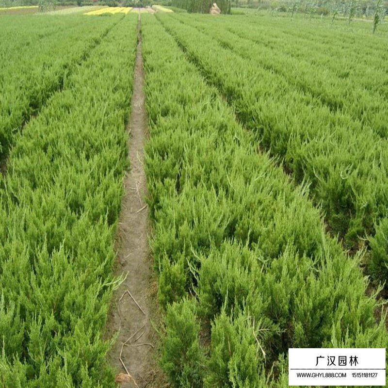 龍柏與真柏以及地柏的區(qū)別(圖1)