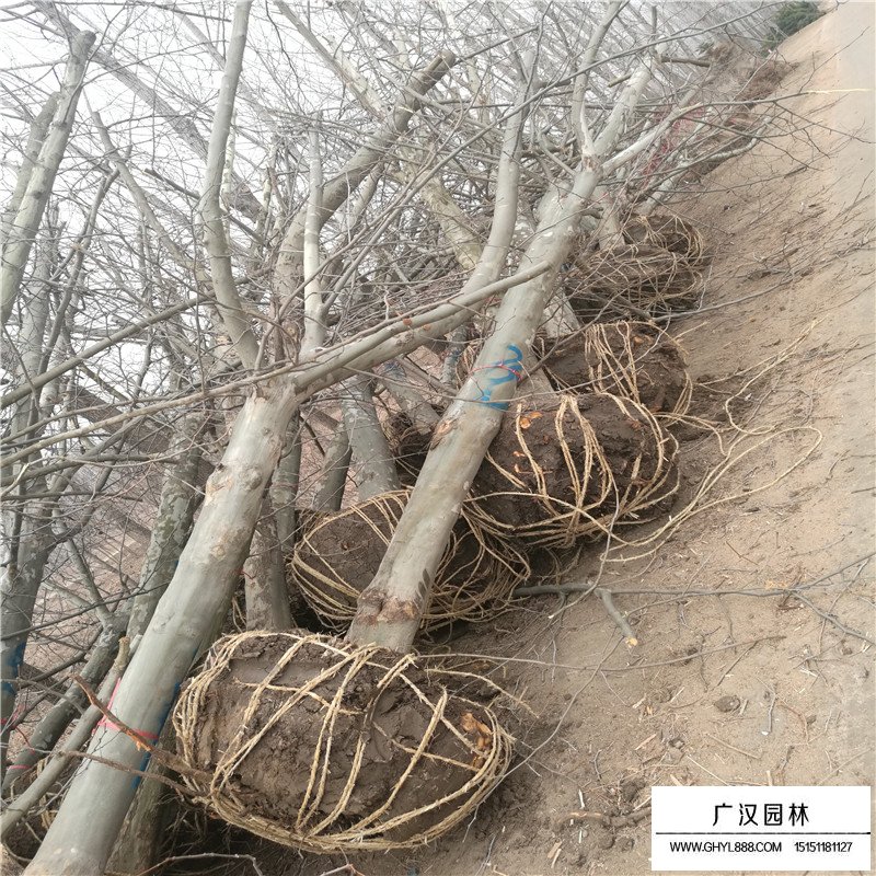 法桐樹施肥技術(shù)