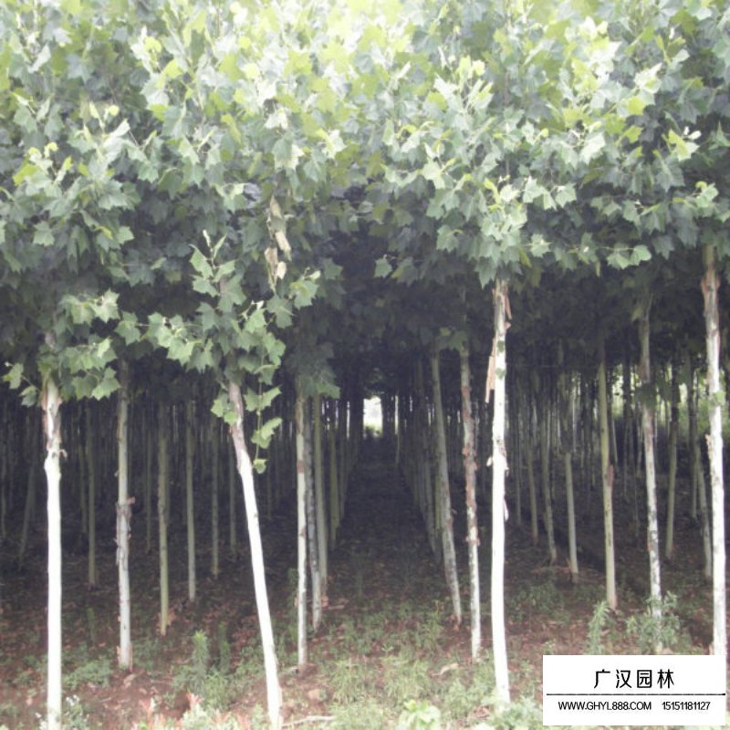 法桐樹施肥技術(shù)