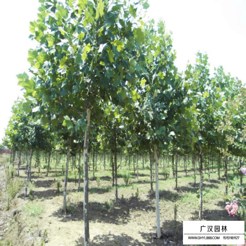 法桐養(yǎng)護(hù)管理