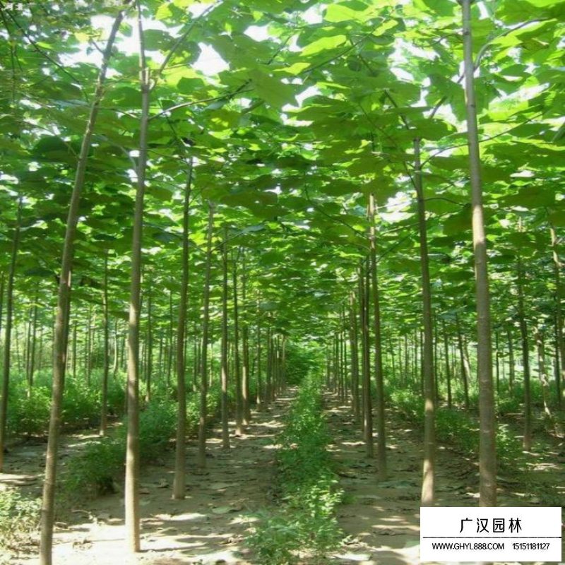 如何分辨法桐、梧桐和泡桐(圖3)