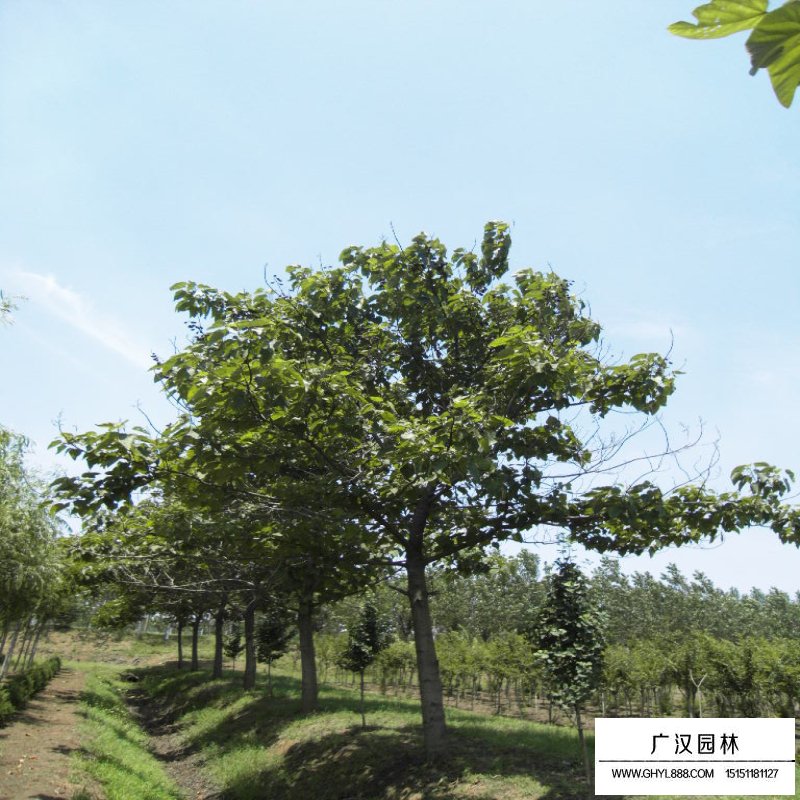 如何分辨法桐、梧桐和泡桐(圖4)