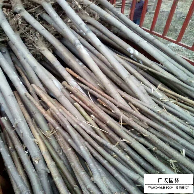 如何分辨法桐、梧桐和泡桐(圖5)