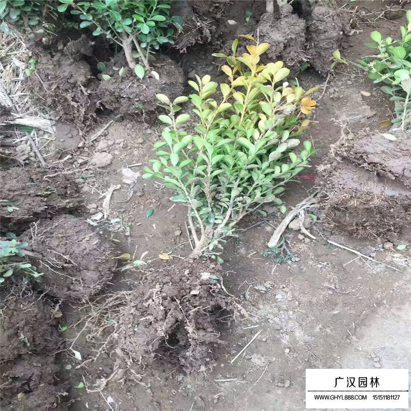 瓜子黃楊苗基地