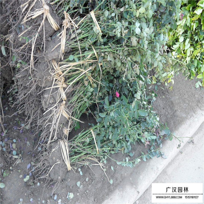 大花月季與豐花月季區(qū)別