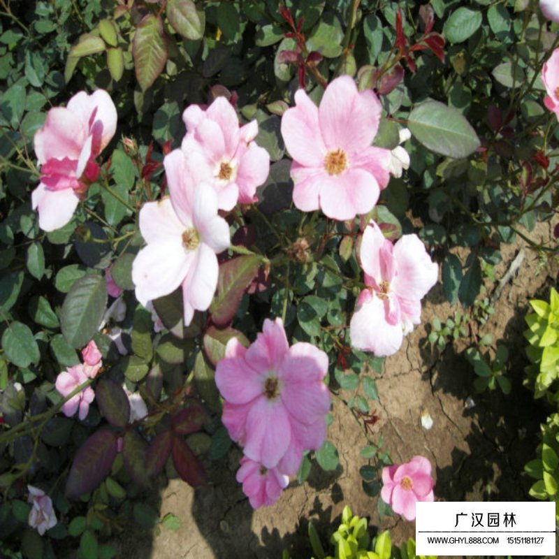 大花月季與豐花月季區(qū)別