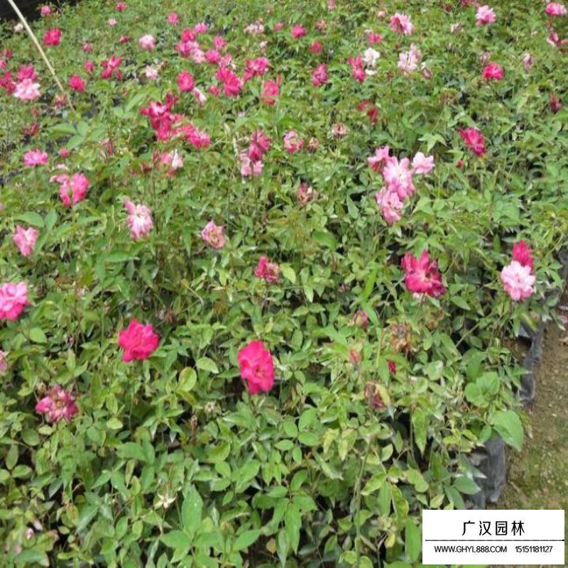 豐花月季品種