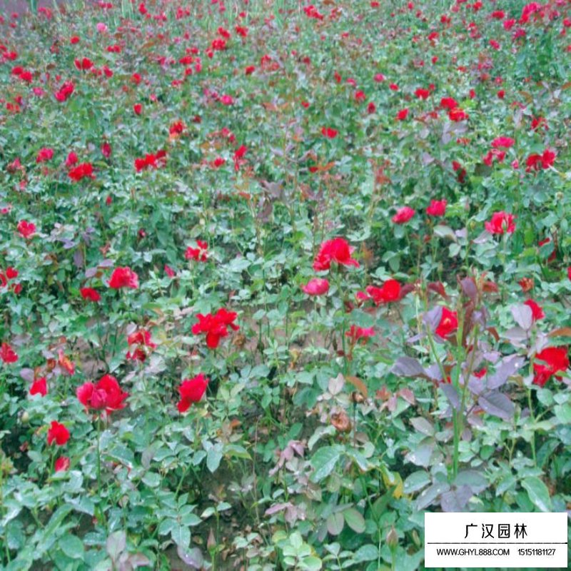 提高豐花月季成活率