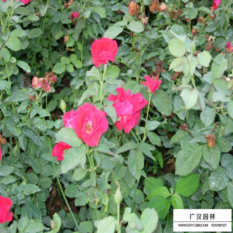 豐花月季基地