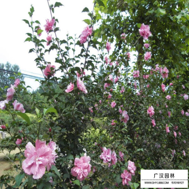 木槿病蟲害防治