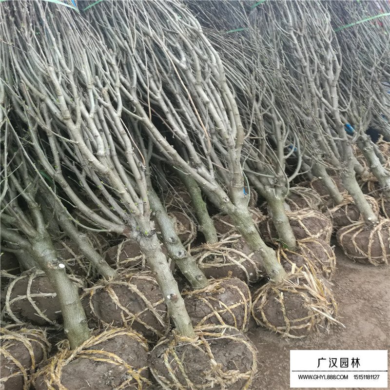 木槿栽培技術(shù)