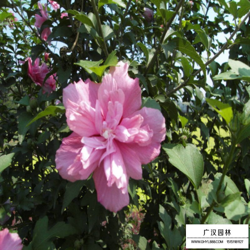 木槿栽培技術(shù)