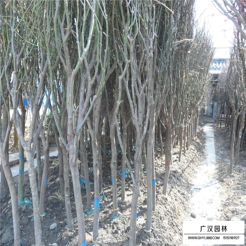 青楓的繁殖方法