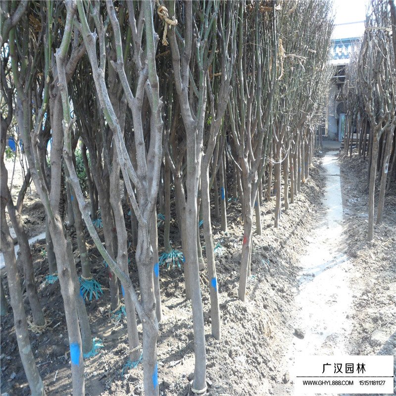 青楓栽植養(yǎng)護