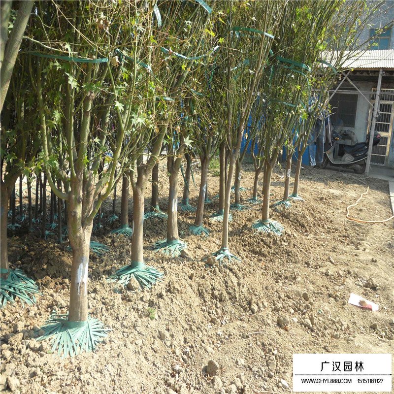 青楓和雞爪械的區(qū)別