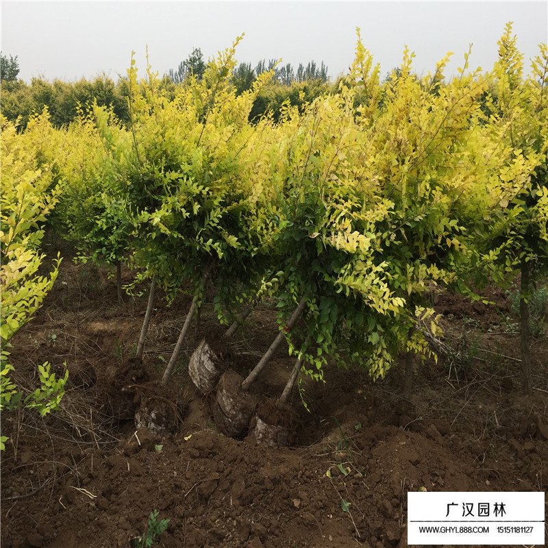 金葉榆移栽事項