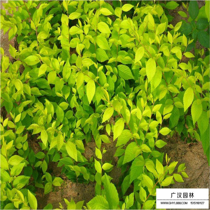 金葉榆綠化應(yīng)用