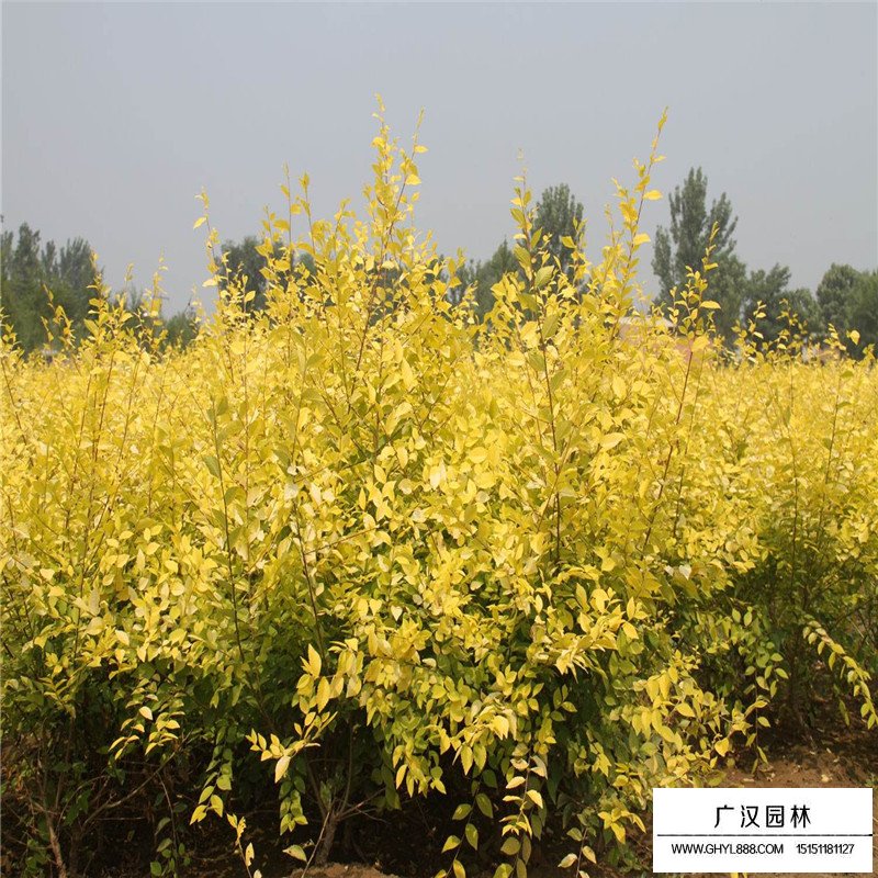 金葉榆綠化應(yīng)用