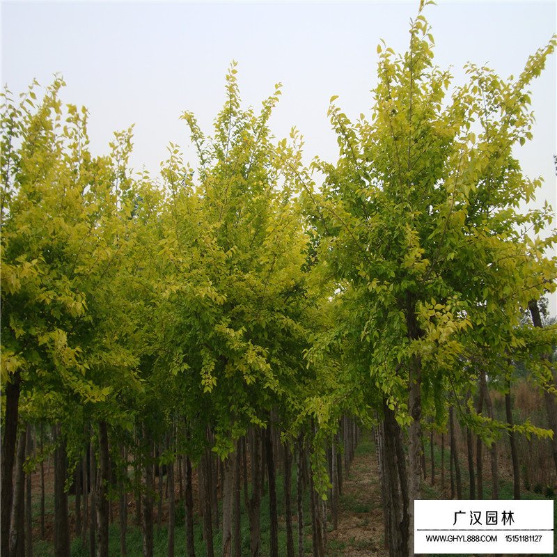 金葉榆種植方法