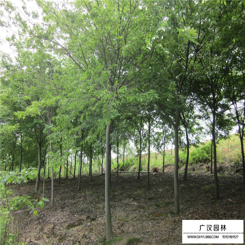 櫸樹病蟲害防治